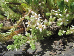 Sedum gracile