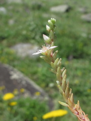 Sedum gracile