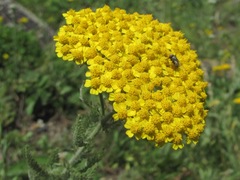 Achillea arabica