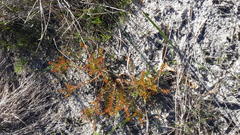 Diastella proteoides