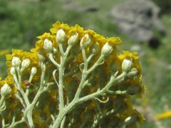 Achillea arabica