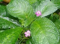 Chrysothemis melittifolia