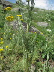 Achillea arabica