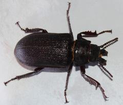 Cantharocnemis fairmairei