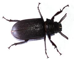 Cantharocnemis fairmairei