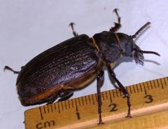 Cantharocnemis fairmairei