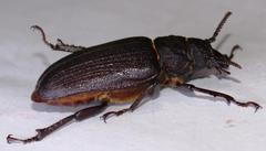 Cantharocnemis fairmairei