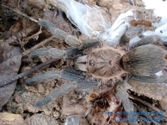 Dolichothele exilis