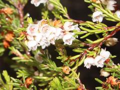 Erica tenuis