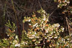 Erica tenuis