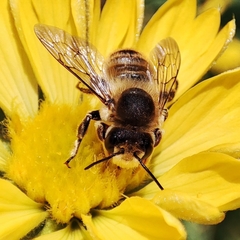 Megachile