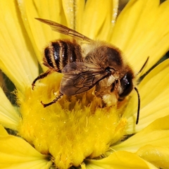 Megachile