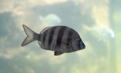Diplodus hottentotus