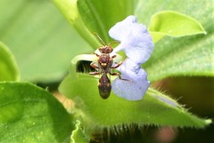Nomada adusta