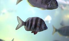 Diplodus hottentotus