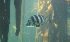 Diplodus hottentotus