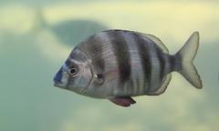 Diplodus hottentotus