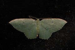 Poecilasthena glaucosa