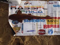 Haploblepharus fuscus