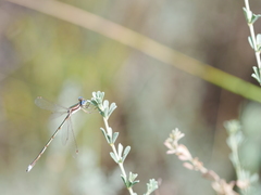 Lestes virens virens