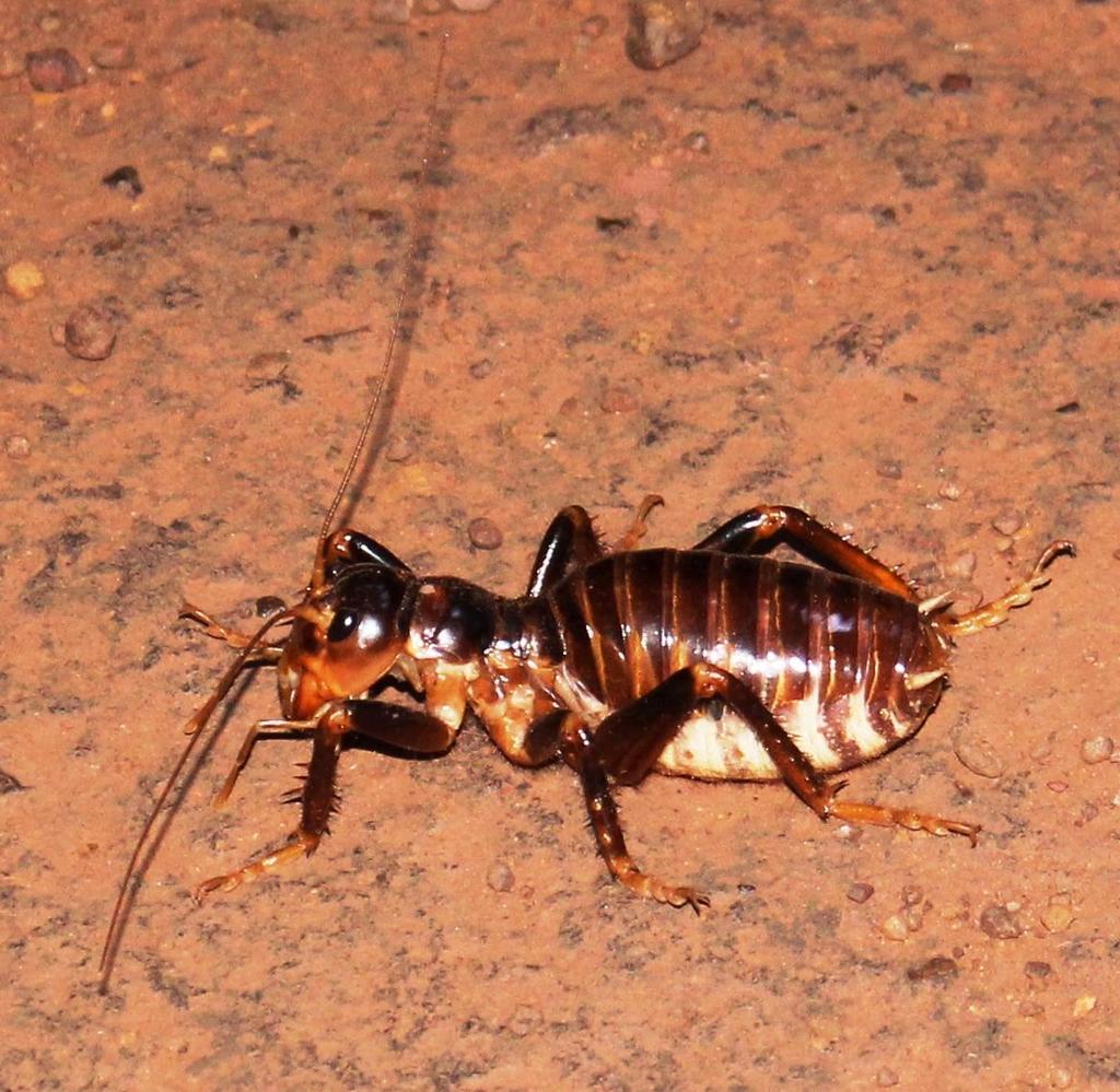 Sand Crickets