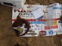 Haploblepharus fuscus