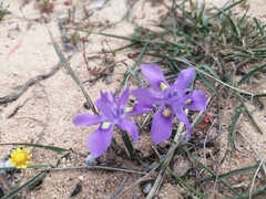 Moraea macrocarpa