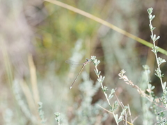 Lestes virens virens