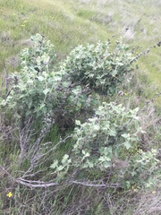 Malacothamnus aboriginum