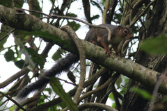 Heliosciurus rufobrachium