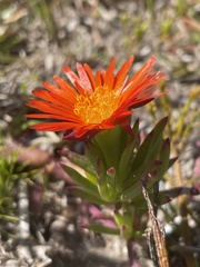 Lampranthus fergusoniae
