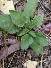 Viola nemoralis