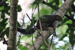 Heliosciurus rufobrachium