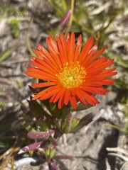 Lampranthus fergusoniae