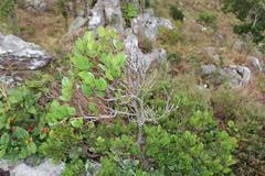 Apodytes abbottii