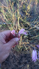 Gladiolus carinatus