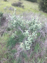 Malacothamnus aboriginum