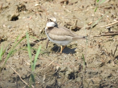 Charadrius dubius