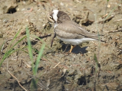 Charadrius dubius