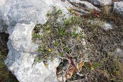 Apodytes abbottii