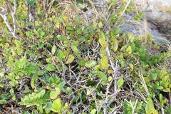 Apodytes abbottii