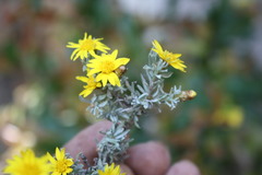 Oedera humilis