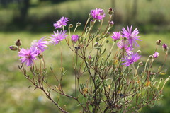 Drosanthemum giffenii