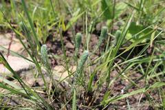 Aspalathus gerrardii