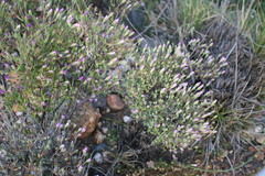Drosanthemum giffenii