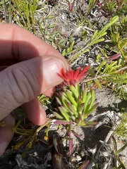 Lampranthus fergusoniae