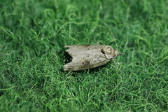 Nycteola asiatica