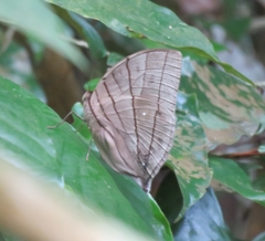 Amathuxidia amythaon