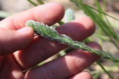 Aspalathus gerrardii