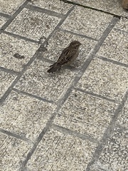 Passer domesticus